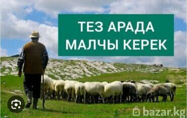 газета работа для всех бишкек киргизия: Ищу работу