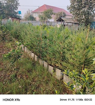 qara torpaq ve peyin: Thuja (Qızıl şam, leylandi tipli dekorativ iynəyarpaq) fidanları - — 9
