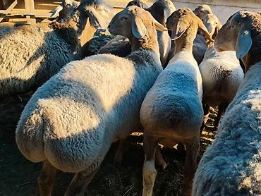 бенгалская кошка даром: Продаю | Баран (самец) | Гиссарская, Арашан | На забой — 4