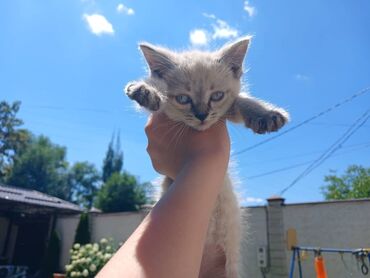 Коты: Мальчики в добрые руки