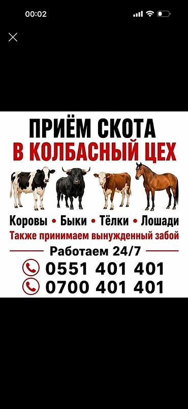 Приём и выкуп скота для колбасного цеха. Что принимаем: - КРС