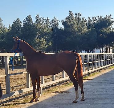 at figurlari: Maydanın atası adlıq anası alagözlü Qarnaki balanın atası gürzə Təmiz — 1