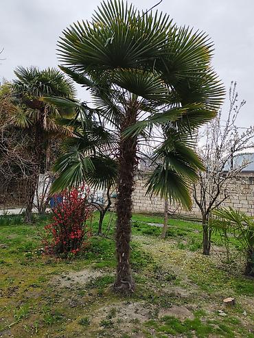 etirsah bitkisi: Trachycarpus fortunei (Vintar xurması) – dekorativ palma ağacı - Növ — 2
