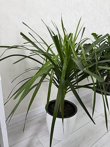 Юкка (Yucca) в декоративном кашпо - Эффектное комнатное растение с