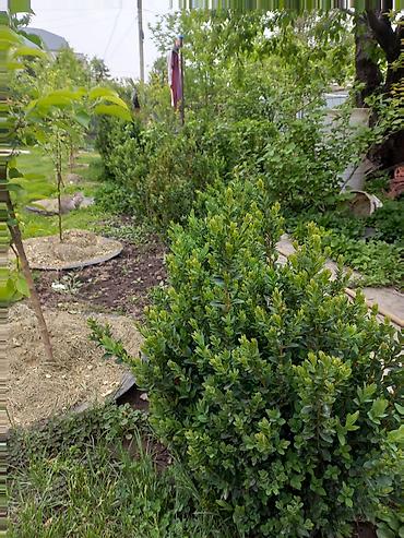 Самшит: Самшит (Buxus sempervirens) — саженцы и сформированные кусты для живых — 1
