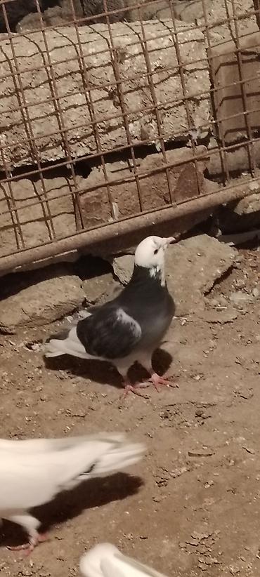 heyvanlar quşlar: Baladan kecme nomreli uzuklu erkek ucuwuna cavadeh olunan erkeydi — 3