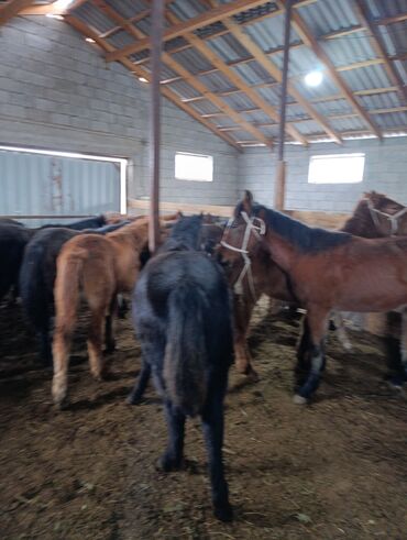 Лошади, кони: Продаю | Жеребенок | Для разведения | Племенные — 5