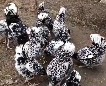 Toyuqlar: Toyuq, Damazlıq, Ödənişli çatdırılma — 18