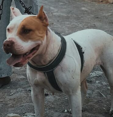 heyvanlara verilen xususi adlar: Pitbul, 1 il, Dişi, Ünvandan götürmə