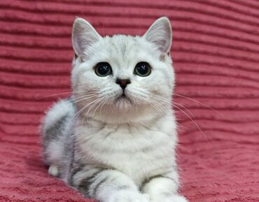 Продажа кошек: Скотиш Страйт (Шотландская прямоухая), 2 месяца, Девочка — 1