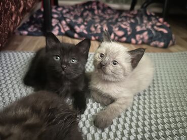 отдам кошку в добрые руки: Кошка даром: Сиамская, Мальчик