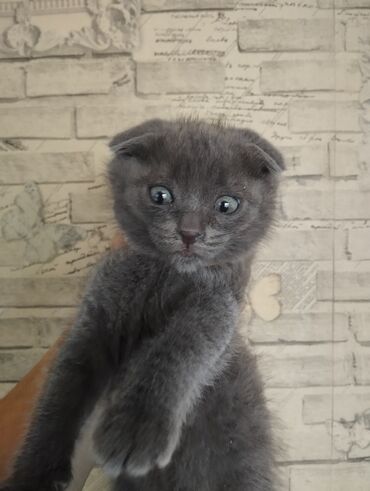 шотландец кот: Продаю .Котик, выслоухий, 1,5 месяца.Кушает всё