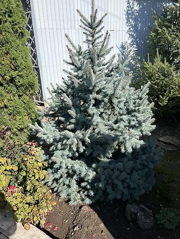 растение денежное дерево: Голубая ель (Picea pungens ‘Glauca’) для озеленения - Порода: ель — 1