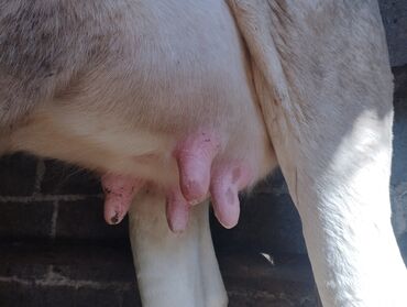 коровы телки: Продаю | Корова (самка) | Симментальская | Для молока