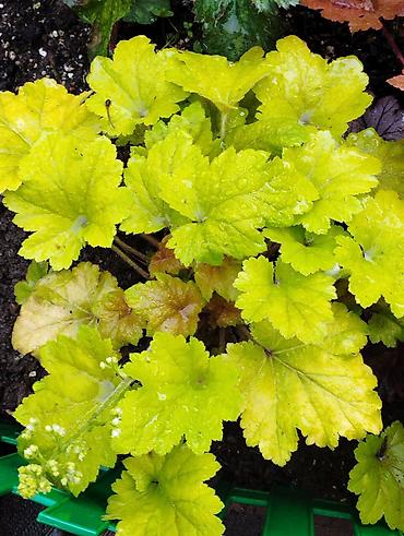 Другие садовые цветы и кустарники: Продаю гейхеру. В коллекции более 80 сортов. Звоните по тел. Вацап — 13