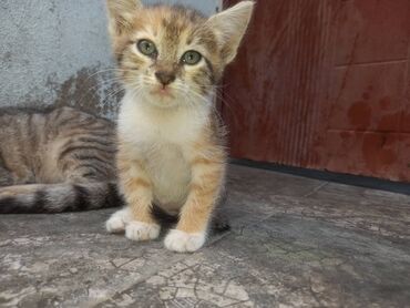 Pişiklər: XEYİRXAH ƏLLƏRƏ VERİLİR .cevirin digəri də var . Adres PAPALİN