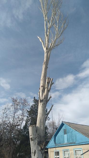 Спил деревьев, заготовка дров: УСЛУГИ АРБОРИСТА. ВАЛЮ ДЕРЕВЬЯ ЛЮБОЙ СЛОЖНОСТИ СТРИЖКА ТОПОЛЕЙ ОБР.ПО — 6