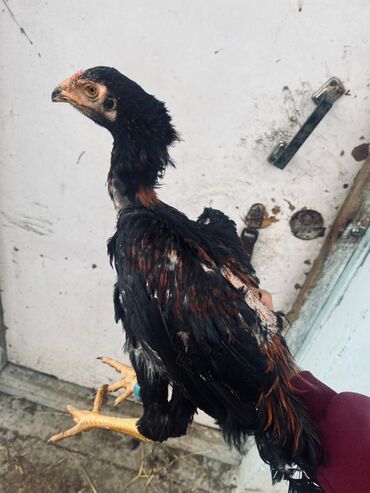 Toyuqlar: Toyuq, Damazlıq — 2