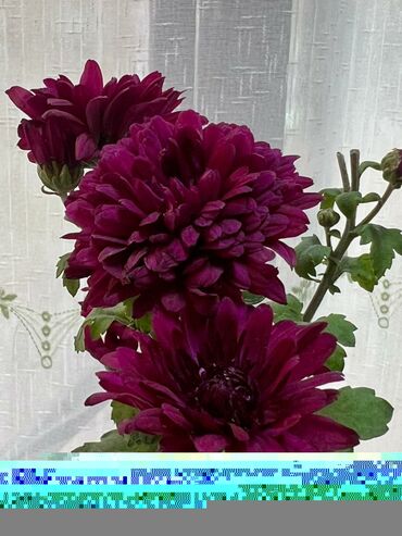 Хризантемы: Хризантема садовая, мультифлора (срезочные и посадочные материалы) - — 7