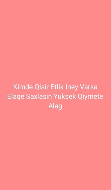inek adlari azerbaycan: Erkək, Simental, il: 1, Ətlik