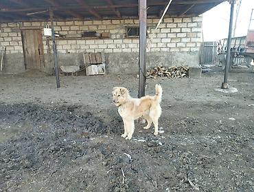 heyvanlara verilen adlar: Qoruyucu it – uzun tüklü, orta ölçülü, qızılı-krem rəngdə - — 3