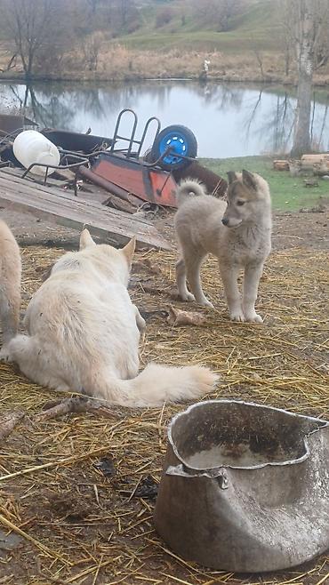 Продажа собак: Щенки Заподносибирской лайки, крепкие, с плотной шерстью, стоячими — 15