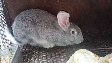 жаныбарлар: Сатам | Эркек коён | Көбөйтүү үчүн — 3