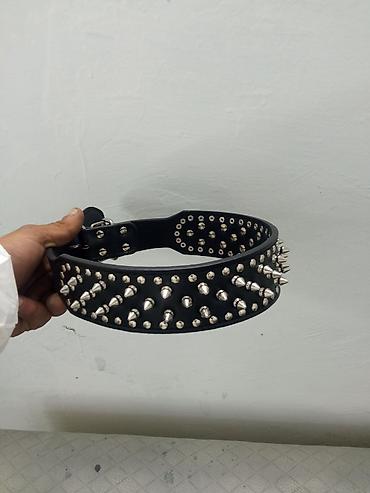 it ucun tasma: Qalın zolaqlı, tikanlı it boyunluğu. isdiyen olsa 10 ədəd var aşağıda — 1