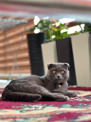Продажа кошек: Скотиш Фолд (Шотландская вислоухая), 1 год, Мальчик, Серый, Приучена к лотку