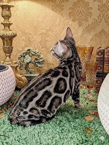 бенгаль: Бенгальская, 3 месяца, Девочка, Приучена к лотку, Проглистована, С документами — 1