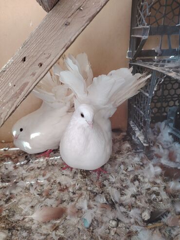 отдам собаку в хорошие руки: 18qusdu icinde 3eded pavlin var 2-3eded baladan qalxma qus var qalani