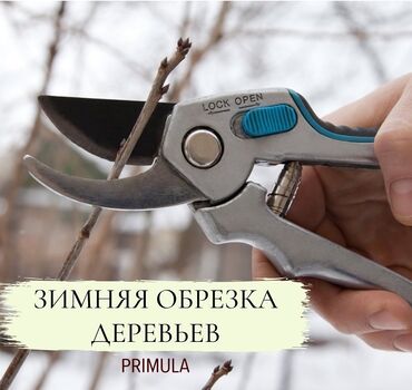 комнатные деревья: 🌿 Обрезка плодовых деревьев