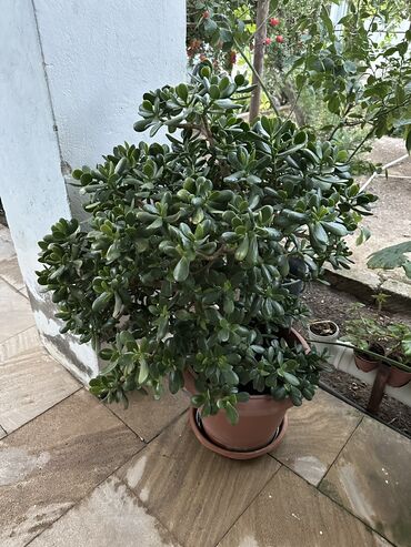 kalistamon agaci: 300azn Crassula ovata-Para Ağacı (Jade Plant)