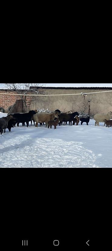 Баран, овца: Продаю | Овца (самка) | Полукровка | Для разведения | Племенные — 1