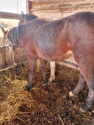 собака доберман сколько стоит: Сатам | Бээ (ургаачы) | Дончак | Көбөйтүү үчүн | Мерин