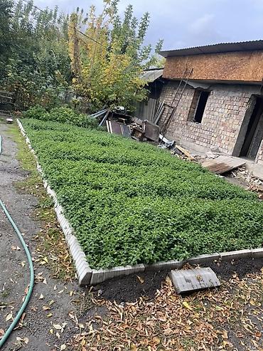 Көк чөптөр жана микро жашылчалар: Сатылат жеткирип берилет — 1