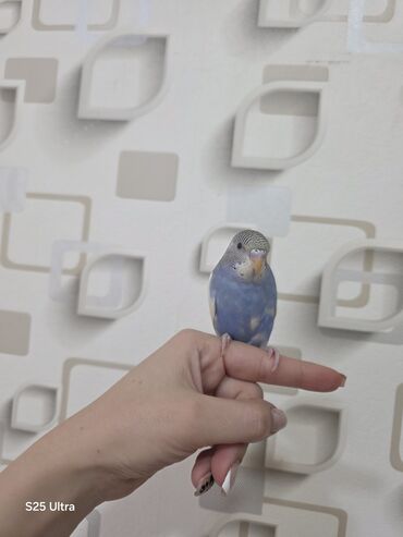 Tutuquşları: Ələ öyrədilmiş dişi bala satılır. Sumqayıt avtovağzalına çatdırılma — 3