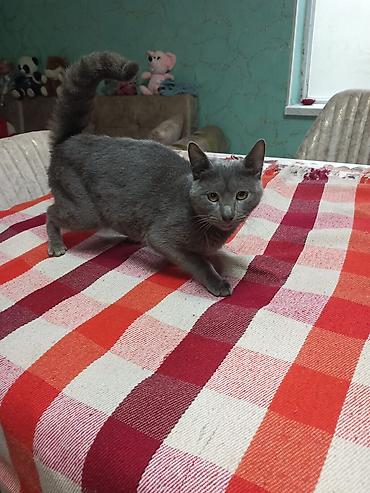 Pişiklər: Şotland — 9