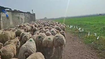 qoyun biznesi: 16 oktyabr 500 bas qaradolaq sortu satlir elaqe nonresi 051.749.31.84 — 3