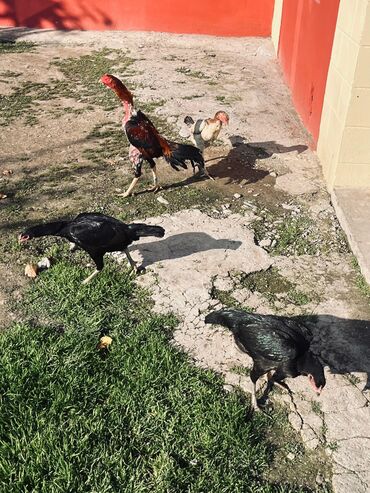 Yumurta: Heyratı yumurtaları satılır Sosyet cinsi fərələrdi — 2