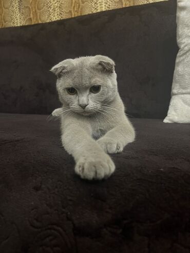 Pişiklər: Şotland, Erkək, Cütləşmə üçün — 5