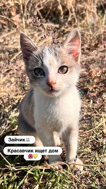 Мышык бекер берем: Бишкек!!!! Домашние’два очаровательных котенка ищут дом 🐾 Дома уже 2 — 2