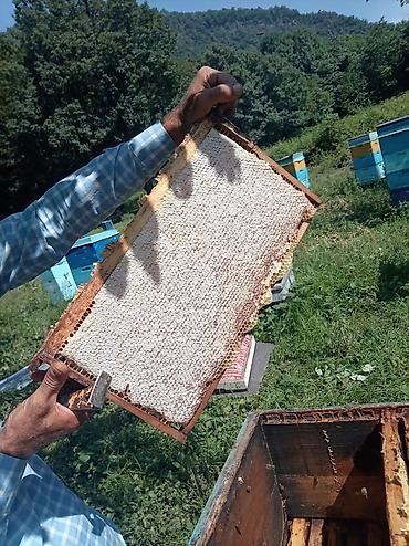 Təbii şan balı – meşə arıxanasından - Məhsul: Tam qapaqlanmış şan