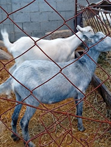 кролик белый: Продаю | Коза (самка) | Зааненская | Для молока — 8