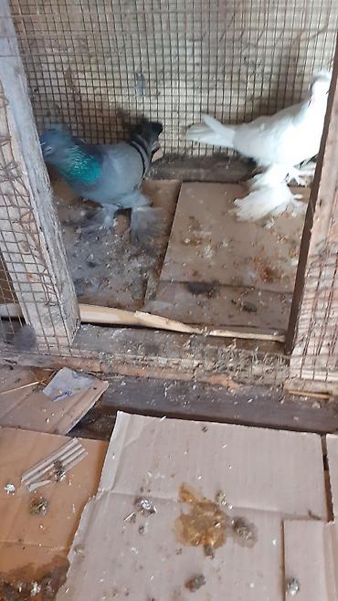 tap az qusar heyvanlar: Cins göyərçinlər – 3 ədəd iri lelekli kekilli quslar satilir goy — 8