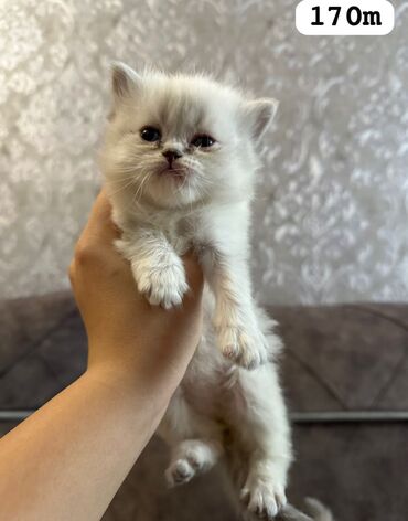 Gəmiricilər: Şinşilla, Erkək, Dişi, Ünvandan götürmə