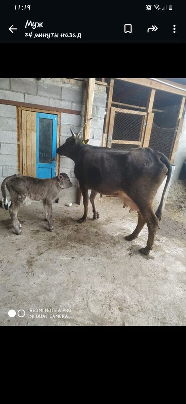Коровы, быки: Продаю корову в Кара-Балта только звонить или ватсап