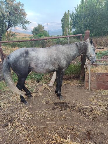 лошадь кыргызстан: Продаю | Жеребец | Для разведения, Рабочий | Осеменитель
