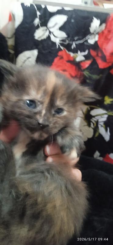 Продажа кошек: Мейн-кун, 1 месяц, Мальчик at lalafo.kg — 11 Продажа кошек: Мейн-кун, 1 месяц, Мальчик — 11