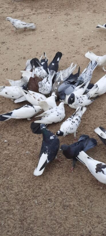 Göyərçinlər: Quşlar satılr @sarayli_qusbaz_agaselim — 4